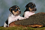 hundefotos jack_russell_terrier