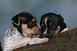 hundefotos jack_russell_terrier