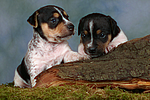 hundefotos jack_russell_terrier