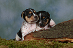 hundefotos jack_russell_terrier