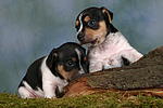 hundefotos jack_russell_terrier