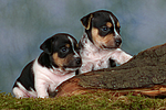 hundefotos jack_russell_terrier