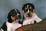 hundefotos jack_russell_terrier