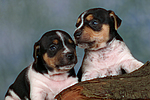 hundefotos jack_russell_terrier