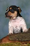 hundefotos jack_russell_terrier