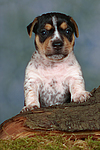 hundefotos jack_russell_terrier