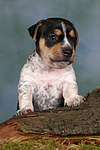hundefotos jack_russell_terrier