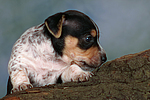 hundefotos jack_russell_terrier