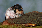 hundefotos jack_russell_terrier