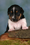 hundefotos jack_russell_terrier