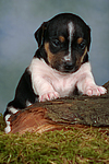 hundefotos jack_russell_terrier