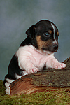 hundefotos jack_russell_terrier