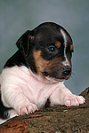 hundefotos jack_russell_terrier