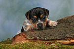 hundefotos jack_russell_terrier