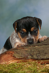 hundefotos jack_russell_terrier