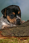 hundefotos jack_russell_terrier