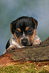 hundefotos jack_russell_terrier