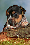 hundefotos jack_russell_terrier