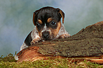 hundefotos jack_russell_terrier