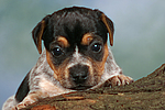 hundefotos jack_russell_terrier