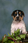hundefotos jack_russell_terrier