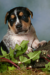 hundefotos jack_russell_terrier