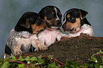 hundefotos jack_russell_terrier