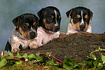 hundefotos jack_russell_terrier