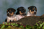 hundefotos jack_russell_terrier