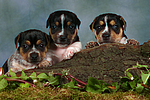 hundefotos jack_russell_terrier