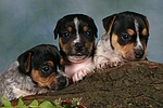 hundefotos jack_russell_terrier