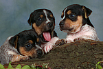 hundefotos jack_russell_terrier