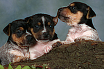 hundefotos jack_russell_terrier