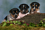 hundefotos jack_russell_terrier