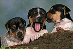 hundefotos jack_russell_terrier