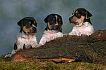 hundefotos jack_russell_terrier