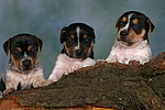 hundefotos jack_russell_terrier