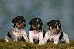hundefotos jack_russell_terrier