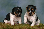 hundefotos jack_russell_terrier