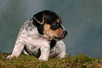 hundefotos jack_russell_terrier