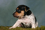 hundefotos jack_russell_terrier