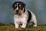 hundefotos jack_russell_terrier