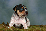 hundefotos jack_russell_terrier