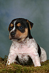 hundefotos jack_russell_terrier