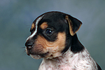 hundefotos jack_russell_terrier