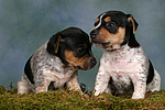 hundefotos jack_russell_terrier