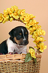 hundefotos jack_russell_terrier