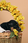 hundefotos jack_russell_terrier