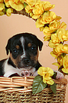 hundefotos jack_russell_terrier