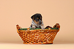 hundefotos jack_russell_terrier